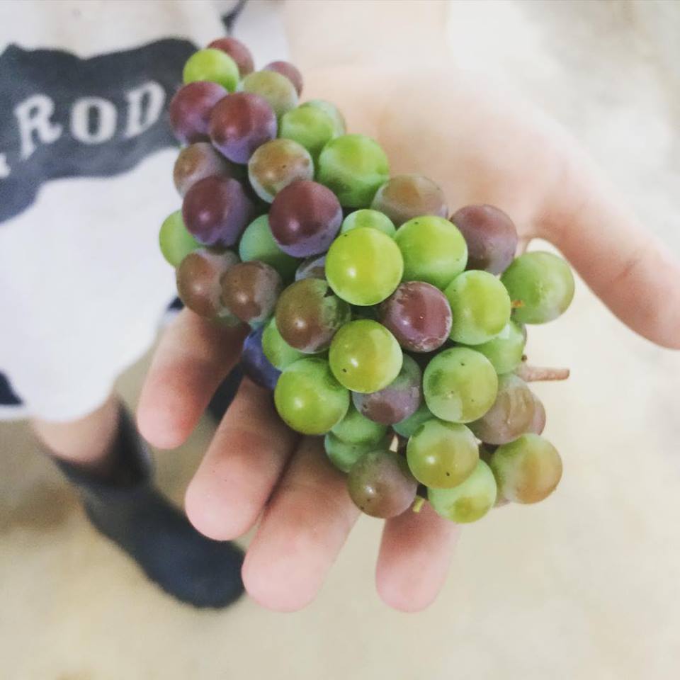 Grapes from Stone House